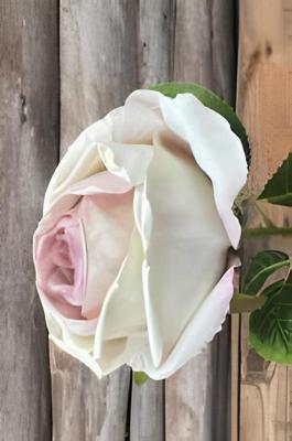 Enkele wit paarse roos Buitengewoon de Boet - Buitengewoon de boet Enkele wit paarse roos Buitengewoon de Boet - Buitengewoon de boet