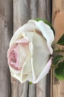 Enkele wit paarse roos Buitengewoon de Boet - Buitengewoon de boet - thumbnail