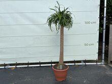 Beaucarnea - Olifantspoot Beaucarnea - Olifantspoot