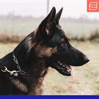 Hondenhalsband Hs Sprenger Halflang (60 cm) - thumbnail