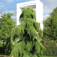 Himalayaceder - thumbnail