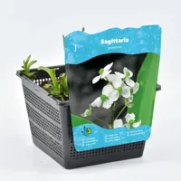 Waterplant Sagittaria graminea - thumbnail