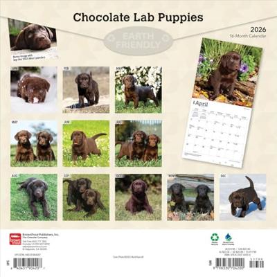 Labrador Retriever Bruin Puppies Kalender 2026 Labrador Retriever Bruin Puppies Kalender 2026