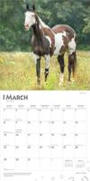Quarter Horse Kalender 2026 - thumbnail
