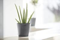 Ecopots bloempot Amsterdam Mini Ø17cm - Grijs - thumbnail