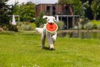 Beeztees Meloen Spikie hondenspeelgoed neopreen 25x8x8 cm - thumbnail