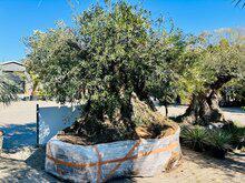 Olijfboom - Bonsai
