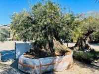 Olijfboom - Bonsai - thumbnail