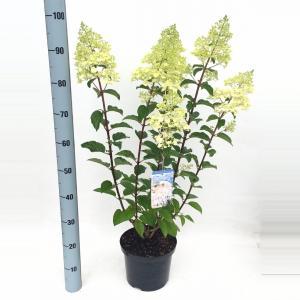 Hydrangea Paniculata "Silver Dollar" pluimhortensia - 45-55 cm - 1 stuks Hydrangea Paniculata "Silver Dollar" pluimhortensia - 45-55 cm - 1 stuks