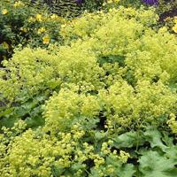 Alchemilla mollis vaste plant Griffioen - Griffioen - thumbnail