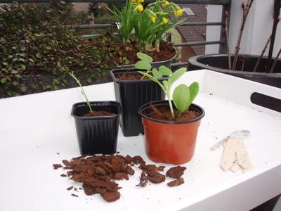 Plastic stekpotjes H9,5x9x9cm set a 7 stuks Nature - Nature Plastic stekpotjes H9,5x9x9cm set a 7 stuks Nature - Nature