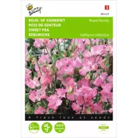 Lathyrus, Reuk- of siererwt Royal Family roze - thumbnail