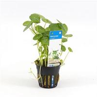 Hydrocotyle vulgaris
 - 6 stuks - aquarium plant - thumbnail