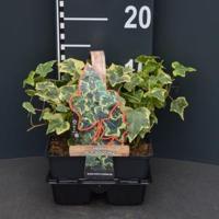Klimop (hedera helix "Goldchild") bodembedekker - 4-pack - 1 stuks - thumbnail