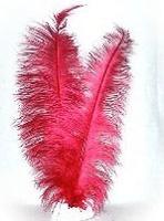 Spadonis rood - thumbnail