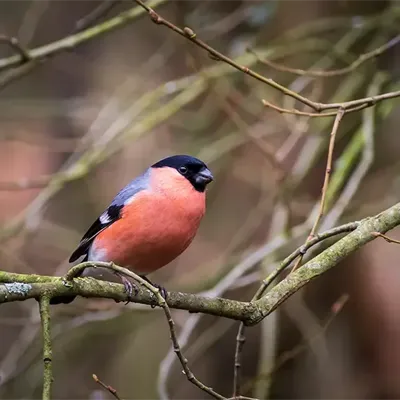 Alexsar Art Tuinschilderij goudvink 70x70cm