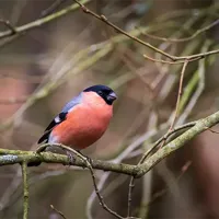 Alexsar Art Tuinschilderij goudvink 70x70cm - thumbnail