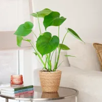 Monstera Deliciosa - Gatenplant - P12 - thumbnail