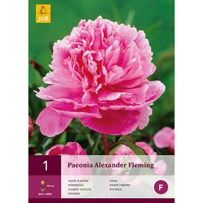 Pioenroos paeonia alexander fleming