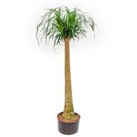 Beaucarnea recurvata stam 120 hydrocultuur plant - thumbnail