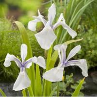 Witte Japanse iris (Iris Laevigata “Snowdrift”) moerasplant (6-stuks) - thumbnail