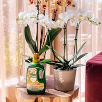 Pokon Orchidee Voeding Bio 500ml - thumbnail