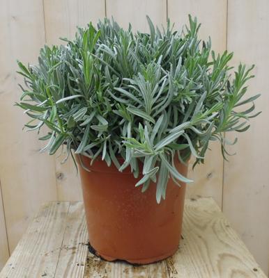 Lavendel Grote pot, totale hoogte 30 cm Lavandula Warentuin Natuurlijk - Warentuin natuurlijk