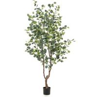 Eucalypthus - thumbnail