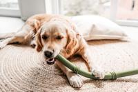 BZ SUMO FIT STICK GRN 50X3X3 - thumbnail