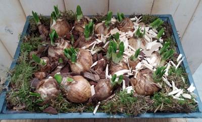 Narcis groot plantenbakje buiten Warentuin Natuurlijk - Warentuin natuurlijk