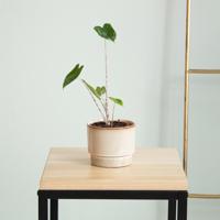 Alocasia Zebrina Variegata - P9 - thumbnail