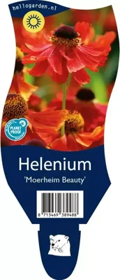 Helenium Moerheim Beauty Samplant - Samplant