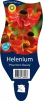 Helenium Moerheim Beauty Samplant - Samplant - thumbnail