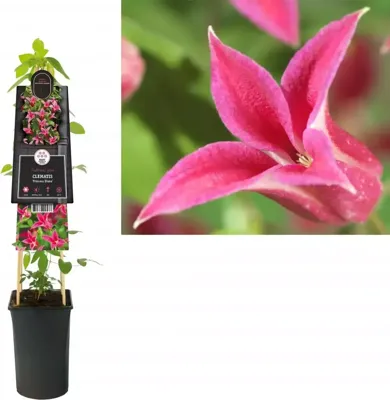 Klimplant Clematis Princess Diana - Roze Bosrank