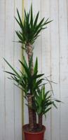 Yucca 120 cm kamerplant Warentuin Natuurlijk - Warentuin natuurlijk - thumbnail