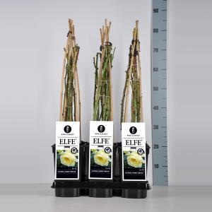 Klimroos (rosa "Elfe"®) - C5 - 1 stuks