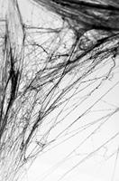 Spinnenweb Halloween Met 2 Spinnen Zwart - thumbnail