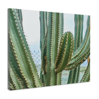 Schilderij - Cactus in detail, groen, premium print, wanddecoratie - thumbnail