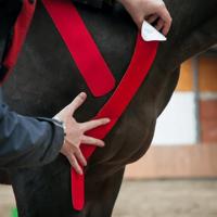 VetkinTape® Kinesiologie Tape voor dieren - Rood (10cm x 5m) | 1 rol Kinesiotape voor paarden en honden | TÜV-gecertificeerd | Kinesiotapes met +25% meer kleefkracht | Voor professionals - thumbnail