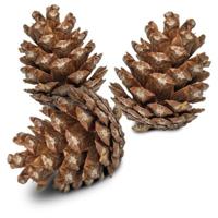 BACK ZOO NATURE DENNENAPPELS - thumbnail