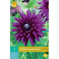 Dahlia purple gem - thumbnail