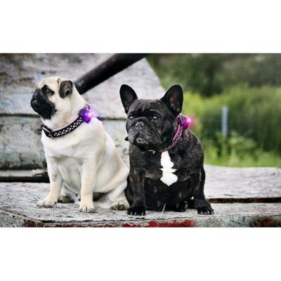 Orbiloc veiligheidslampje Dog Dual, rood