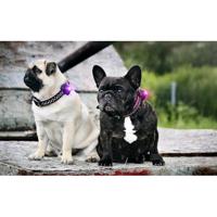 Orbiloc veiligheidslampje Dog Dual, rood - thumbnail