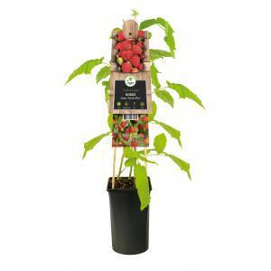 Klimplant Rubus idaeus Autumn Bliss - Herfstframboos
