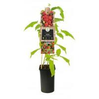 Framboos Rubus Idaeus Autumn Bliss 75 cm klimplant - thumbnail