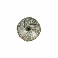 Light & Living Wandlamp 'Sinula' 39cm, kleur Goud - thumbnail