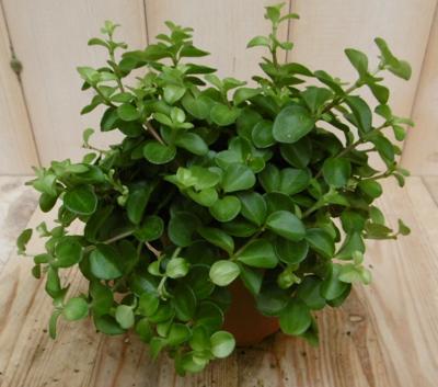 2 stuks! Peperomia Rotundifolia Viridi Peperomia Warentuin Natuurlijk - Warentuin natuurlijk