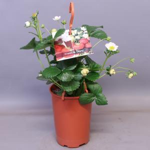 Aardbei (Fragaria Fragoo) - 12 stuks