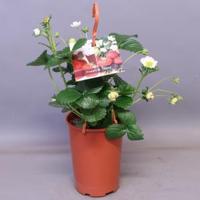 Aardbei (Fragaria Fragoo) - 12 stuks - thumbnail