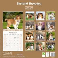 Shetland Sheepdog Kalender 2026 - thumbnail